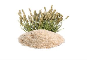 Psyllium Husk