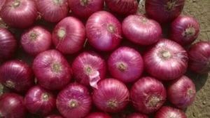 EXPORT QUALITY ONION