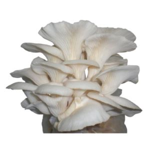 oyetser mushroom