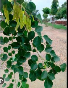 green sheesham leaves