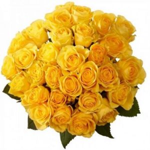 yellow rose flower