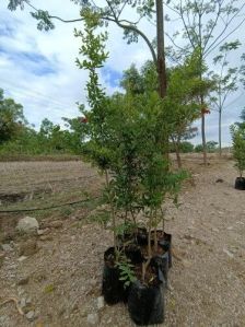 Pomegranate Plant