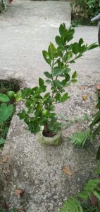 Lemon Plant