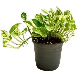 Money Plant