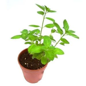 Tulsi Plants