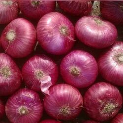 Red Medium Onion