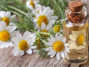 Chamomile Oil