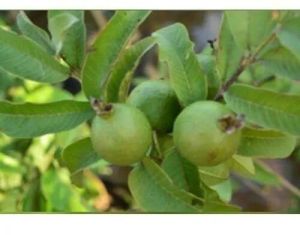 Guava Plant