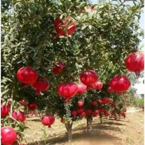 Pomegranate Plant