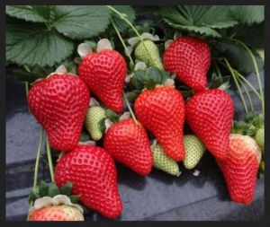 Nabila Strawberry Plant