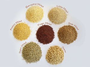 Millet Seeds