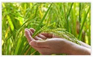 Paddy Processing Machine