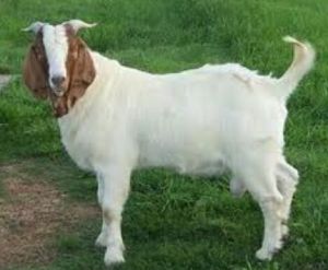 Goat Livestocks