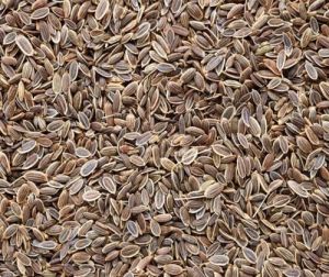 Raw Dill Seeds