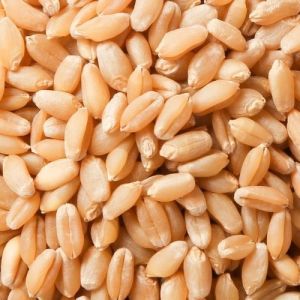 Organic Wheat Seed