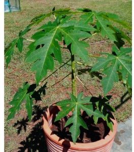 Papaya Plant