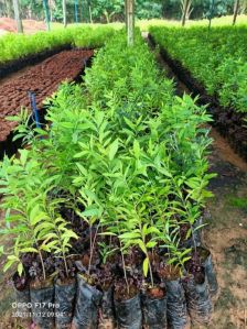 White Sandalwood Plant