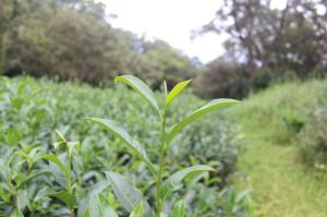 Tea Plant