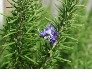 Rosemary Oil