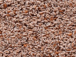 Organic Psyllium Seeds