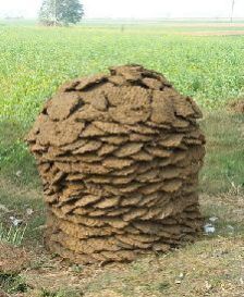 Cow Dung Cake