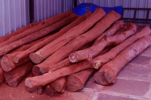 White-Red Sandalwood Logs