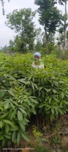 mahogany plants