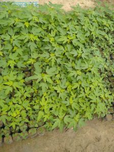 Papaya Plant