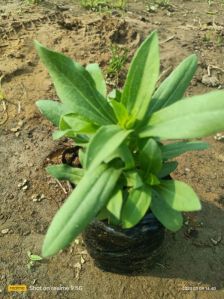 Plumeria Plant