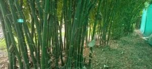 Bamboo Plants