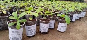 Teak Tissue Culture Plant