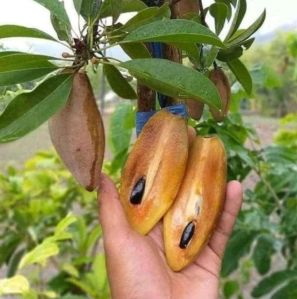 Thai Lancha Chikoo plant