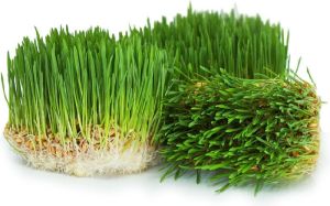 fresh wheatgrass