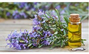 Rosemary Oil