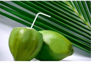 Green Coconut