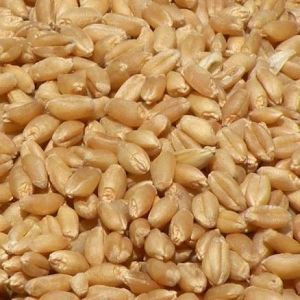 Wheat Seeds