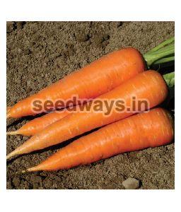 Imported Early Nantes Carrot Seeds