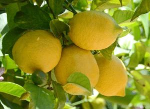 Fresh Yellow Lemon