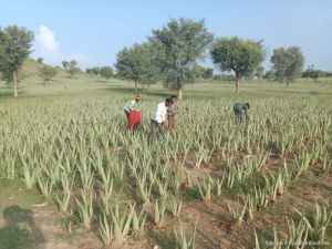 Aloe Vera Contract Farming Services