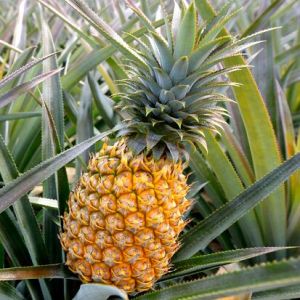 Fresh Pineapple