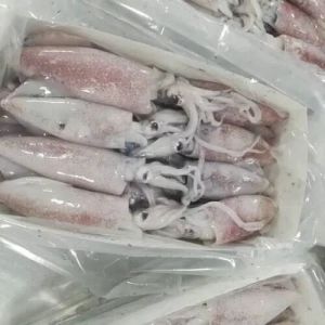 Frozen whole squid