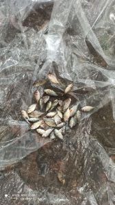 Roopchand Fish Seeds