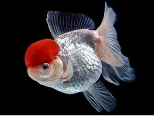 Red Cap Goldfish