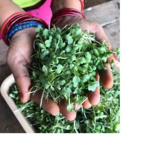 Microgreen Vegetable Seed