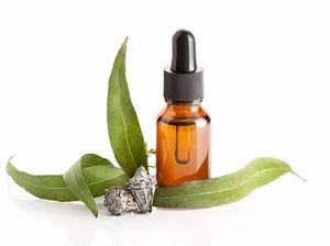 Eucalyptus Essential Oil