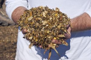 Puer Corn Silage