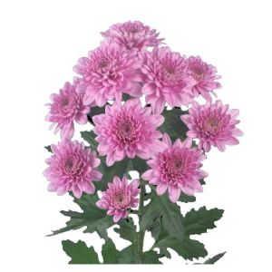 Chrysanthemum flower Plants