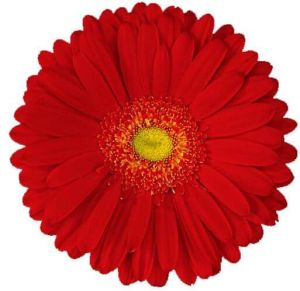 Gerbera Flower Plants