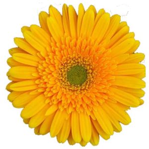 Yellow Gerbera Plant