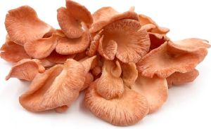 Dried Pink Oyster Mushroom